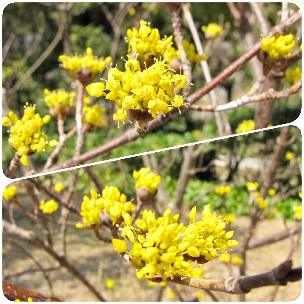 サンシュユの投稿画像 By Pt Yamahiroさん 花まっぷと花壇とフラワーとgs映えとつぼみと植中毒と国営明石海峡公園とお花畑 と黄色の花と花 好きと花のある暮らしとお花とお花好きと淡路島 18月3月13日 Greensnap グリーンスナップ