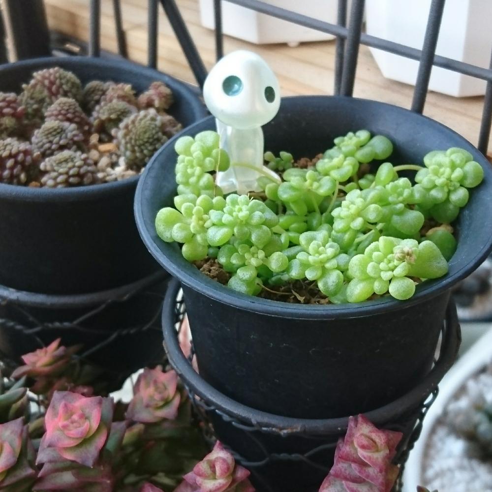 多肉植物の投稿画像 By Nonoさん 狭いベランダと植中毒とタニラーとマンションのベランダと西向きベランダとモナンテス属 18月3月13日 Greensnap グリーンスナップ 多肉植物の投稿画像 By Nonoさん 狭いベランダと植中毒とタニラーとマンションのベランダと西向きベランダとモナンテス属 18月3月13日 Greensnap グリーンスナップ
