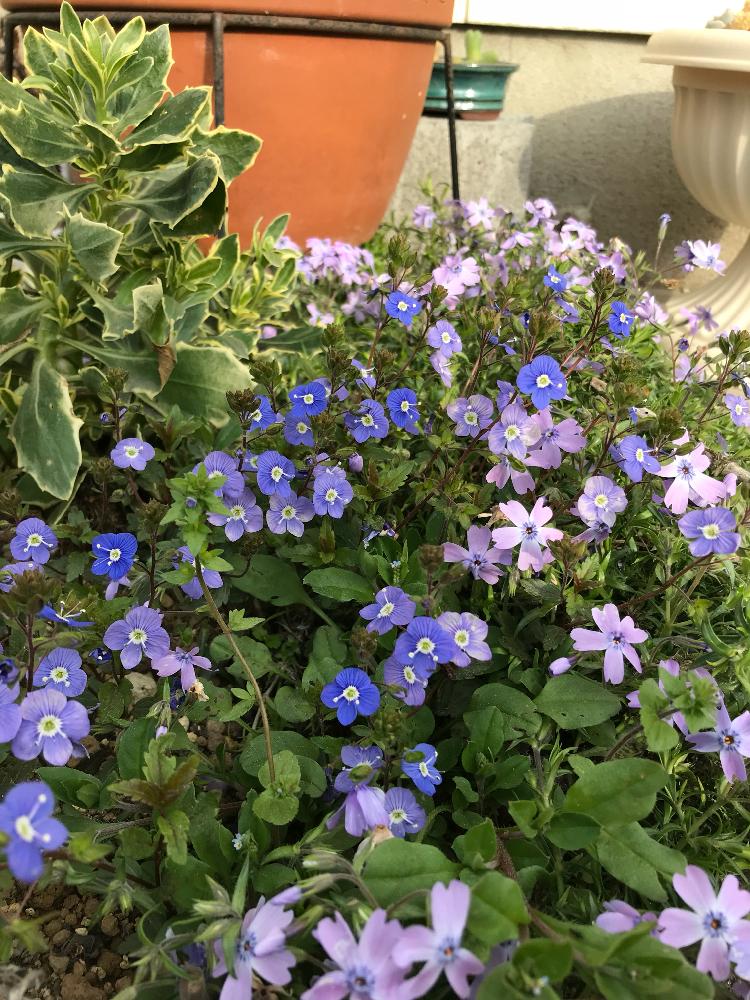 ベロニカ オックスフォードブルーの投稿画像 By Meiyueさん シバザクラとオステオスペルマムと青い花と植中毒とはるが来た と綺麗と花のある暮らしとかわいいな 18月3月13日 Greensnap グリーンスナップ