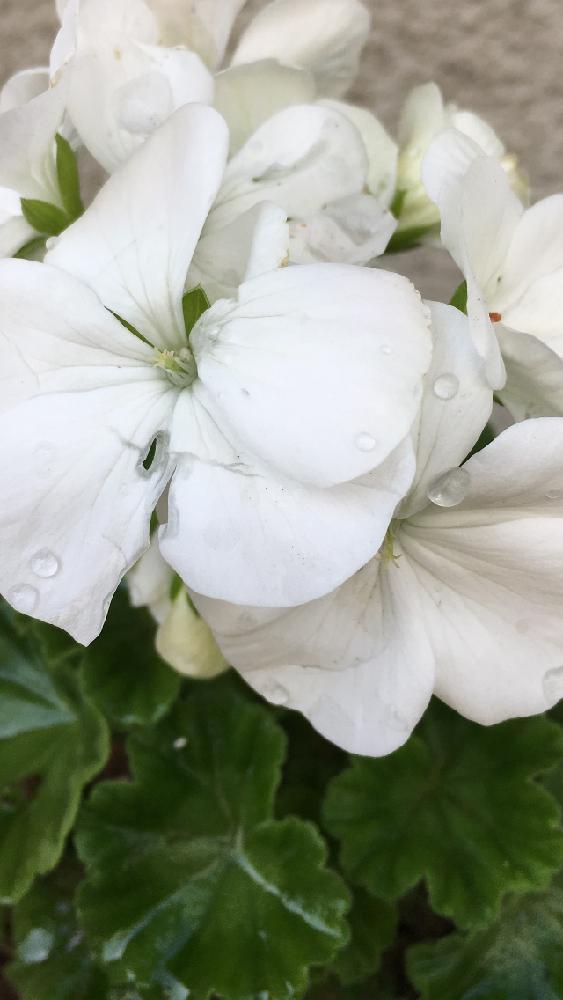 ゼラニウムの投稿画像 By 花が好きさん 今日も笑顔で と良いなあ とありがとう と花のある世界 と嬉しいなあ とガーデニングと花のある暮らしと白い花と心癒される 18月3月13日 Greensnap グリーンスナップ