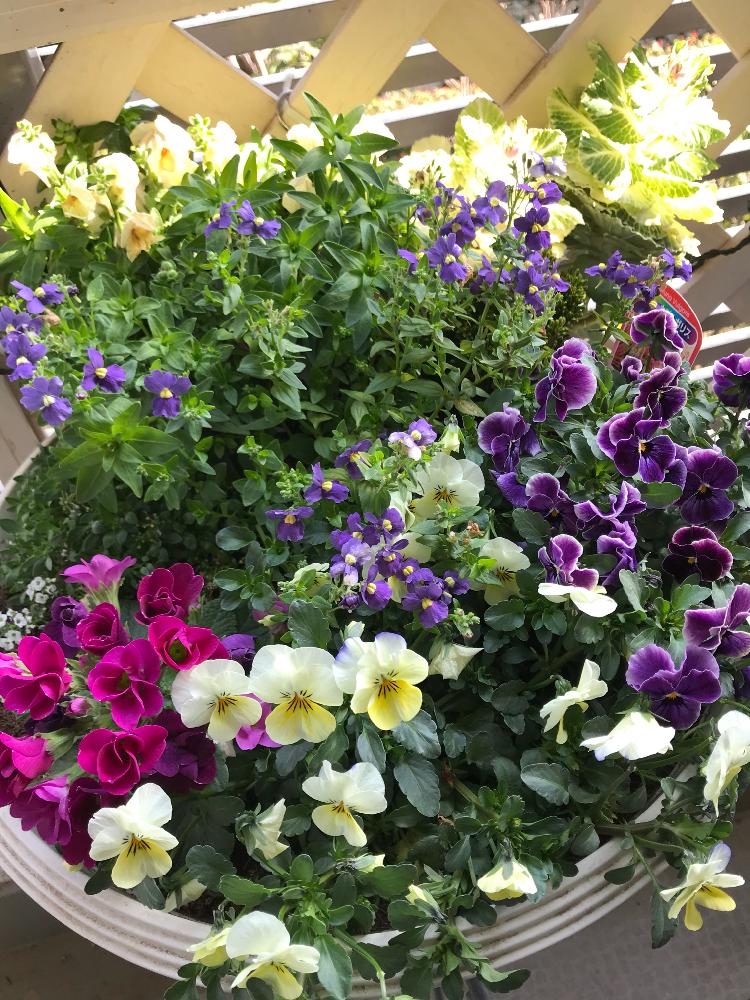 すべての花の画像 ぜいたくネメシア 花がら摘み