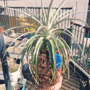 プヤ ミクランサ,今日の一枚,植中毒,マイ・コレクション,植替えの画像