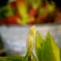 ハオルチア  シンビフォルミス,花芽,多肉植物,開花,植物のある暮らしの画像