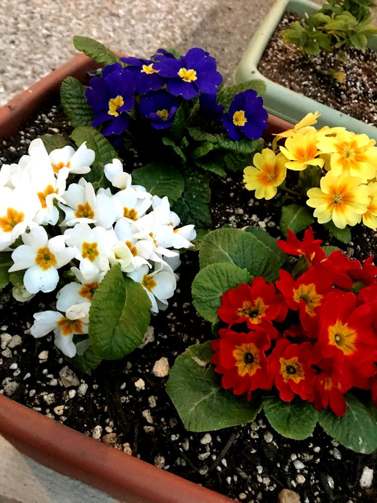 プリムラジュリアンの投稿画像 By ヨッシーさん 開花とプランターとかわいい と黄色い花と色とりどりの花と花のある暮らしと白い花と紫の花とあか 18月3月13日 Greensnap グリーンスナップ