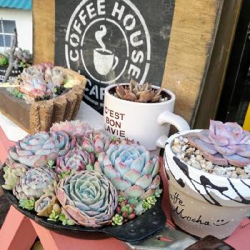 フライパン寄せ の投稿画像一覧 Greensnap グリーンスナップ