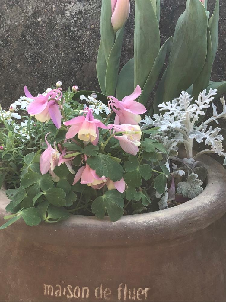 オダマキの投稿画像 By ちゃんりーさん シロタエギクとチューリップとイベリスと花かんざしとピンクの花と寄せ植えといとおしい植物の表情フォトコンと植中毒と可愛い 艸 と今日の花と母の花 18月3月14日 Greensnap グリーンスナップ