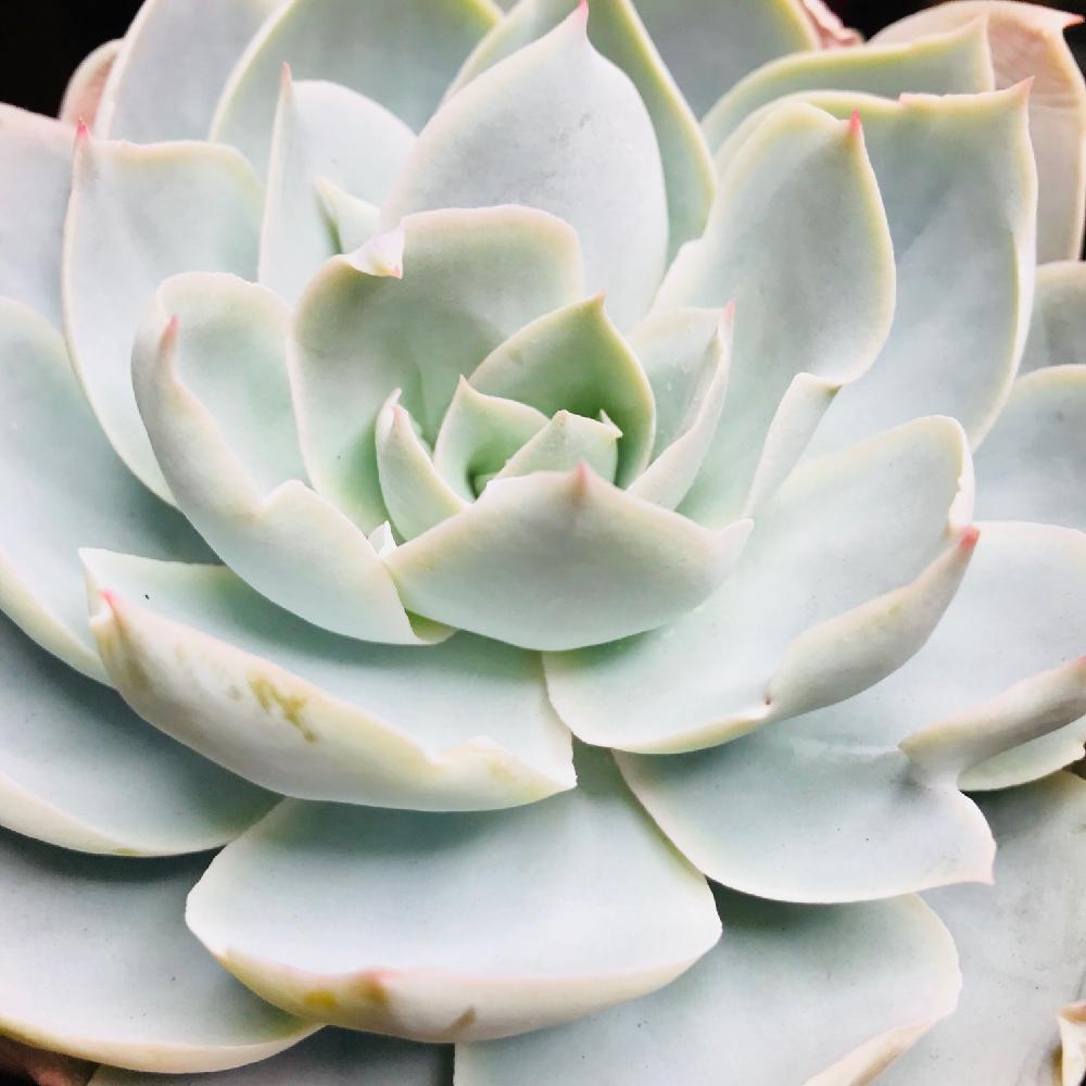 ドミンゴの投稿画像 by ちっちさん｜ドミンゴ と白い多肉とエケベリア 白い粉と清楚とドミンゴっちと白色植物