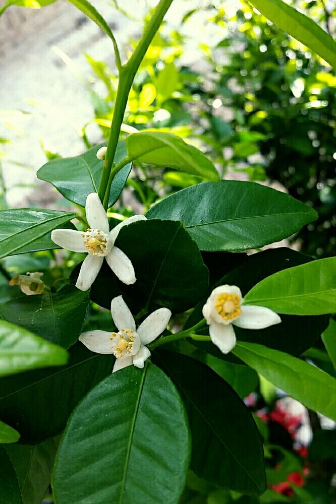 シークワーサーの投稿画像 By さおさん シークヮーサーの花とうれしい と小さな花とかわいーと咲いた 18月3月14日 Greensnap グリーンスナップ