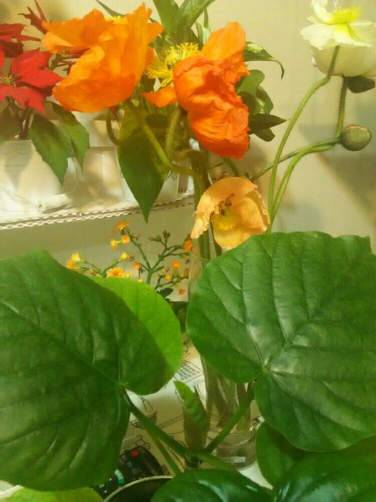 ウンベラータの投稿画像 By Healinggreenさん ポピーと開花と観葉植物と植物のある暮らしと植物のあるリビングと花のある暮らし 18月3月14日 Greensnap グリーンスナップ