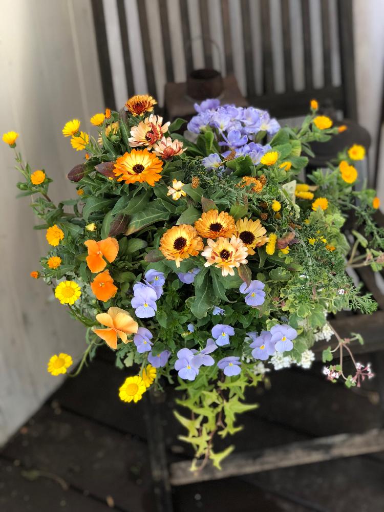 カレンデュラ コーヒークリームの投稿画像 By ベティさん ハンキングと寄せ植えと植中毒と今日の一枚とガーデニングと花のある暮らしとハンギングバスケット 18月3月15日 Greensnap グリーンスナップ