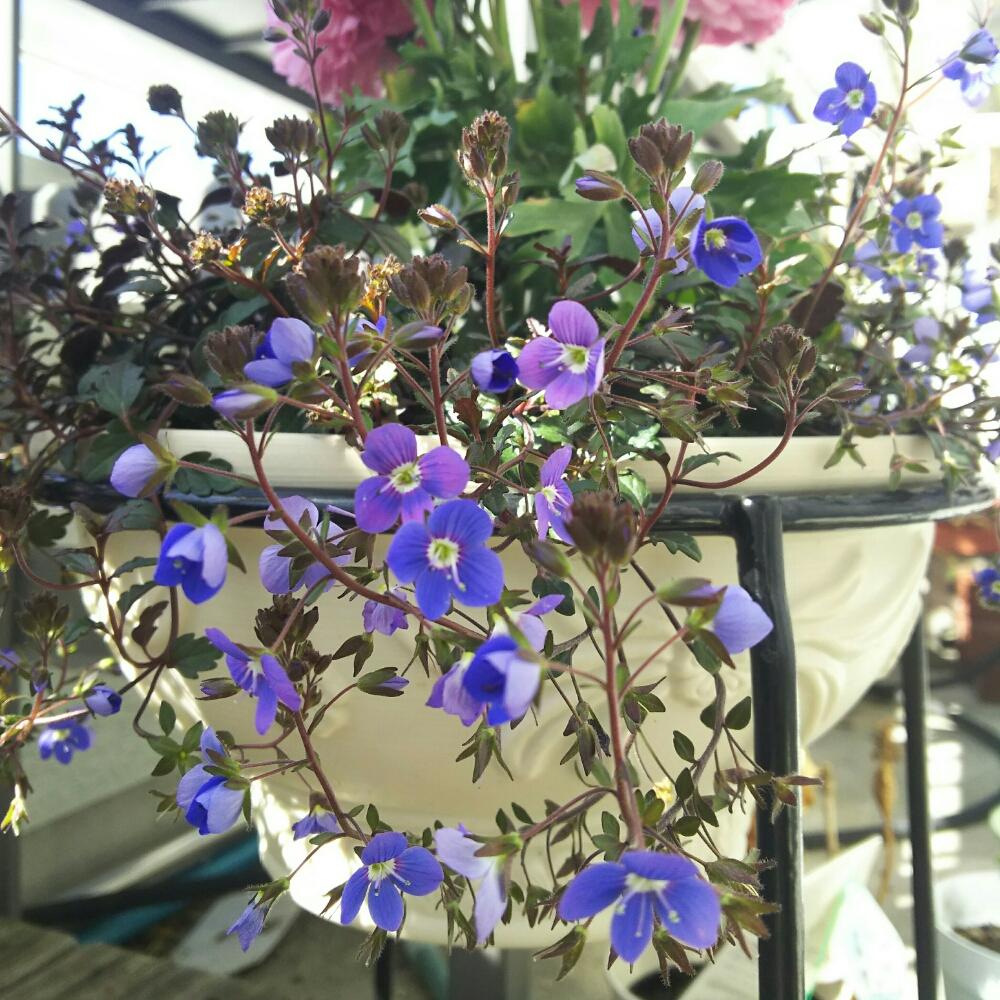 ベロニカ オックスフォードブルーの投稿画像 By Hosyosさん 何の花 とベランダガーデンと青色の花 18月3月15日 Greensnap グリーンスナップ