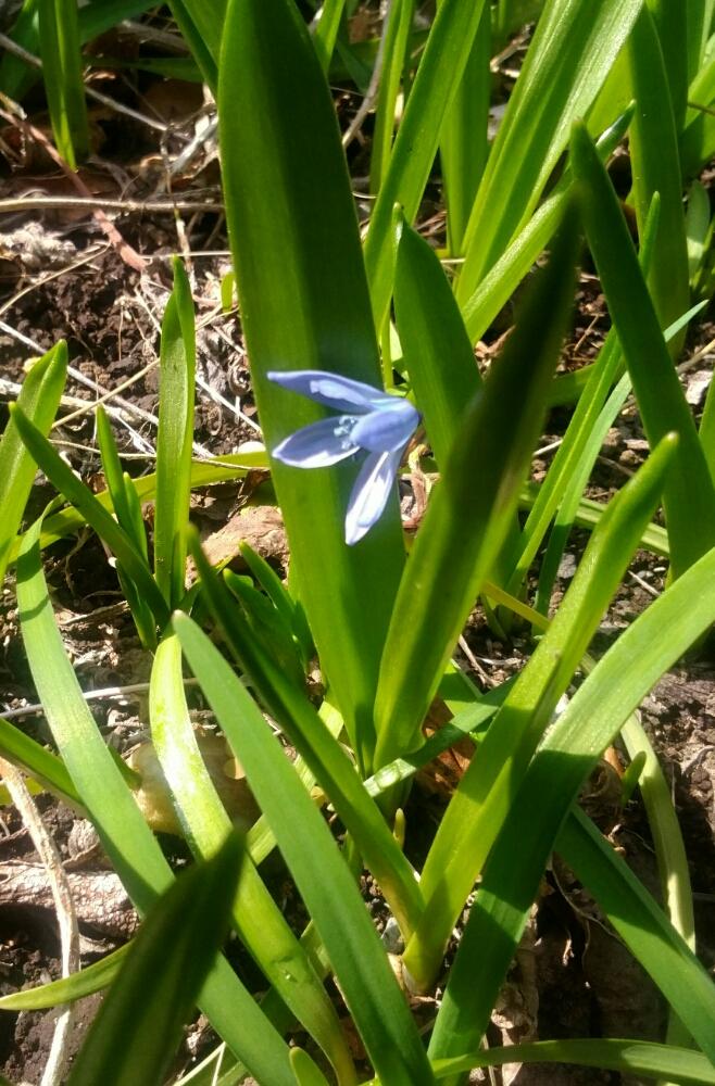 シラーの投稿画像 By しまくまさん 植えっぱなし球根と花のある暮らしと青い花コレクションと春の訪れ 18月3月15日 Greensnap グリーンスナップ