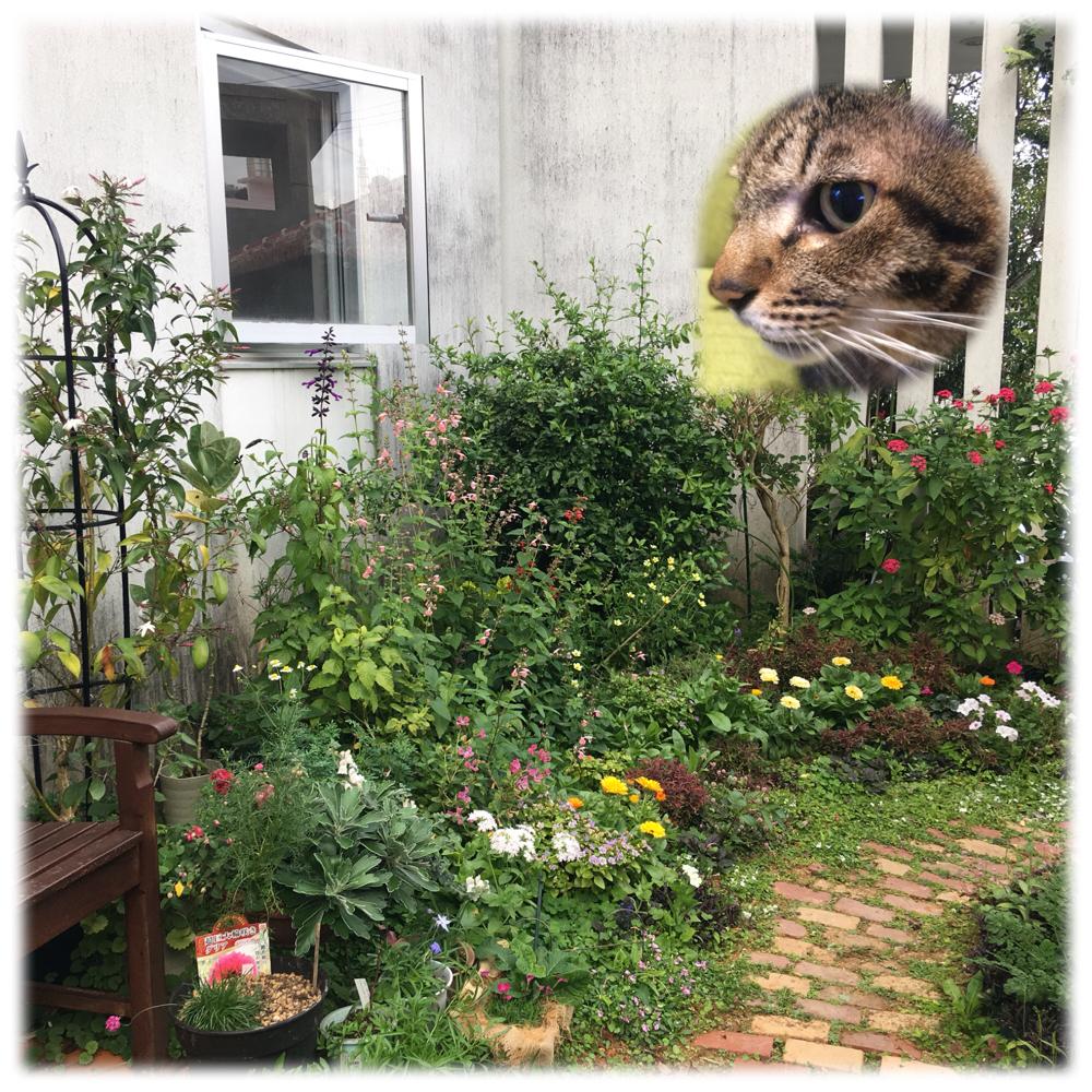 沖縄の投稿画像 By レンレンさん ネコと植物とガーデニングと花のある暮らしとお庭 18月3月15日 Greensnap グリーンスナップ