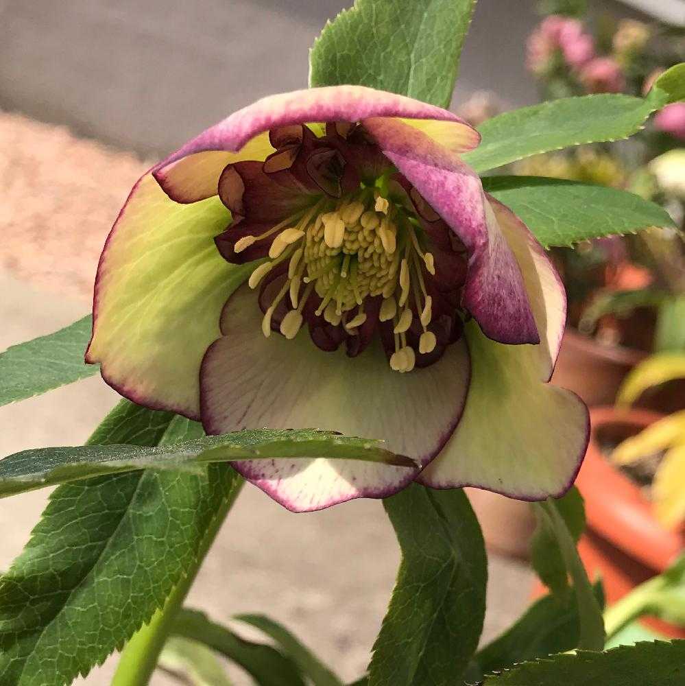 19年に咲いた我が家のクリスマスローズ Greensnap グリーンスナップ