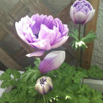 開花時期2 5月の投稿画像一覧 Greensnap グリーンスナップ