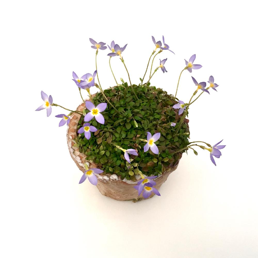 ヒナソウの投稿画像 By ビリさん フーストニアとトキワナズナとpots鉢と開花とエンジョイボタニカルライフと手のひらの植物とエンジョイボタニカルライフ推進室とバルコニー ベランダとpots鉢と開花とエンジョイボタニカルライフと手のひらの植物とエンジョイボタニカル