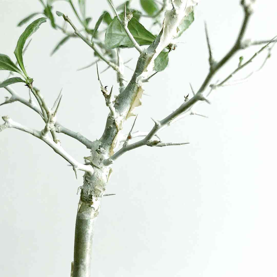 メルカリ便　コミフォラ　pv2597 commiphora pv 2597 commiphora pv 2597 コミフォラ - メルカリ