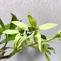 Coelogyne pandurata,パンデュラータ,いとおしい植物の表情フォトコン,花のある暮らし,魅惑のセロジネの画像