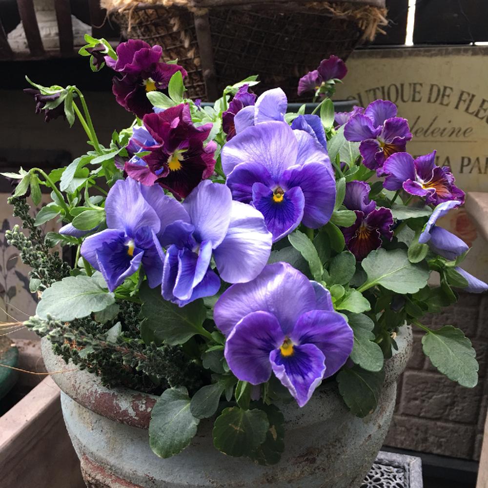 パンジー メタリックブルーブロッチの投稿画像 By じゃすみんさん ヨコハマセレクション フレアブルーとビオラとカルーナ ガーデン ガールズとベランダガーデニングと植中毒とビオラ探しの旅とガーデニングとお花ラブ と大好きビオラ 18月3月16日 Greensnap