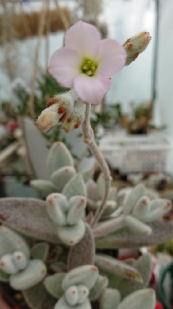 福兎耳の投稿画像 By Miccoさん 多肉植物と多肉植物の花と今日の一枚とピンク色の花とカランコエ属と花のある暮らしとテラスと 100いいね と 多肉植物と多肉植物の花と今日の一枚とピンク色の花とカランコエ属と花のある暮らしと 100いいね 18月3月16日 福兎耳の投稿画像 By Miccoさん 多肉植物と多肉植物の花と今日の一枚とピンク色の花とカランコエ属と花のある暮らしとテラスと 100いいね と 多肉植物と多肉植物の花と今日の一枚とピンク色の花とカランコエ属と花のある暮らしと 100いいね 18月3月16日