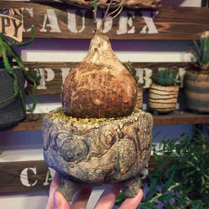 ユーフォルビア トリカデニア,多肉植物,ユーフォルビア,塊根植物,コーデックスの画像