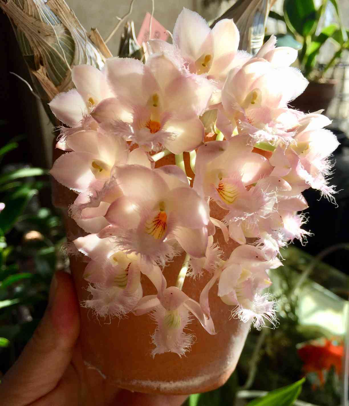 窓辺の投稿画像 by ナオミさん｜いい香りと洋蘭と洋ランとふわふわと