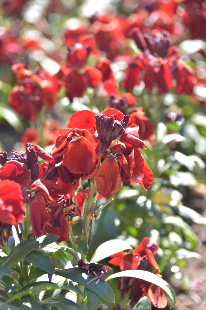 赤い花の投稿画像 By まいさん 千葉県 18月3月17日 Greensnap グリーンスナップ