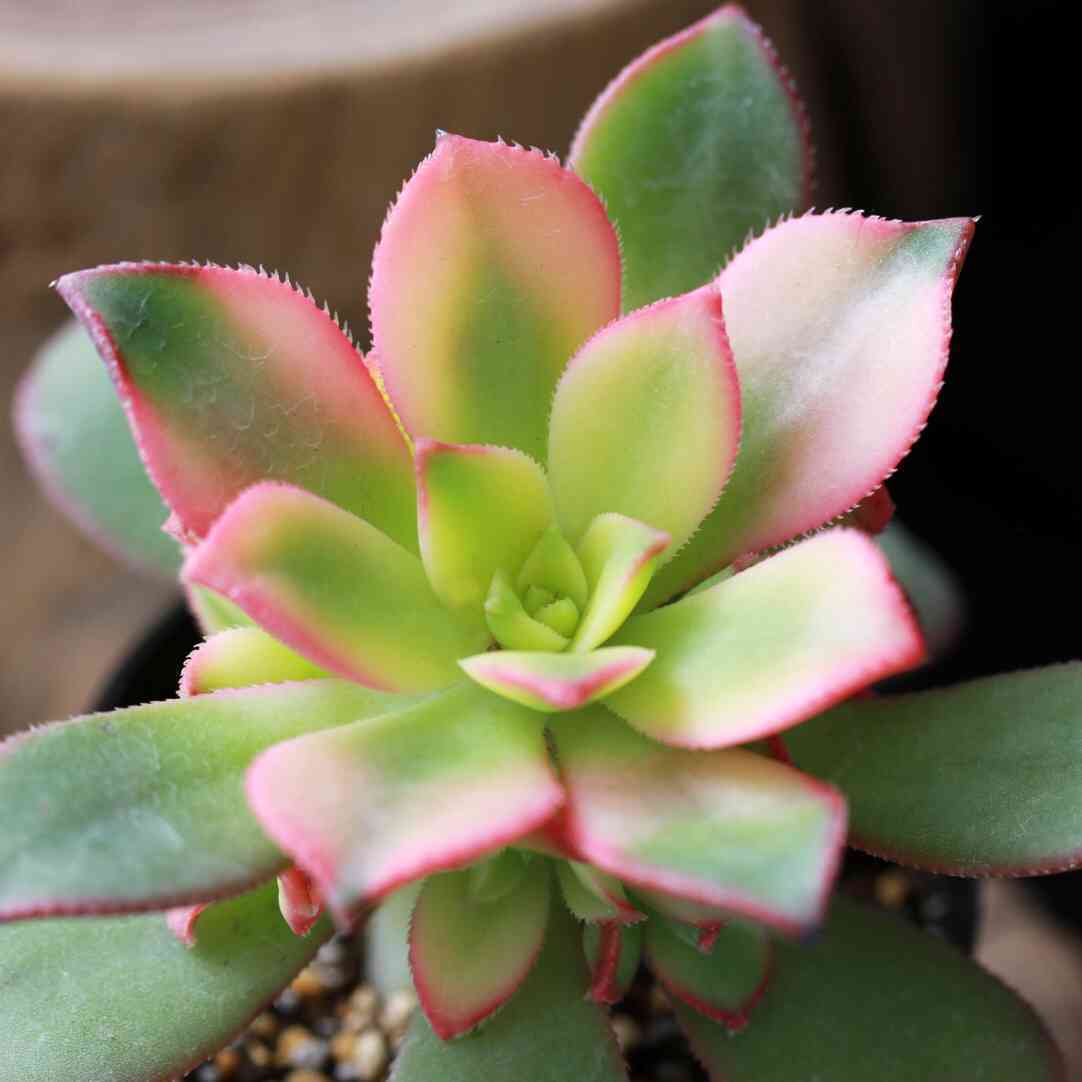 アエオニウム　けんと バルコニー/ベランダの投稿画像 by LeoNさん｜多肉植物と夕映えと多肉