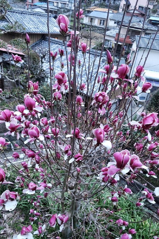 Magnolia 木蓮 の花 Greensnap グリーンスナップ