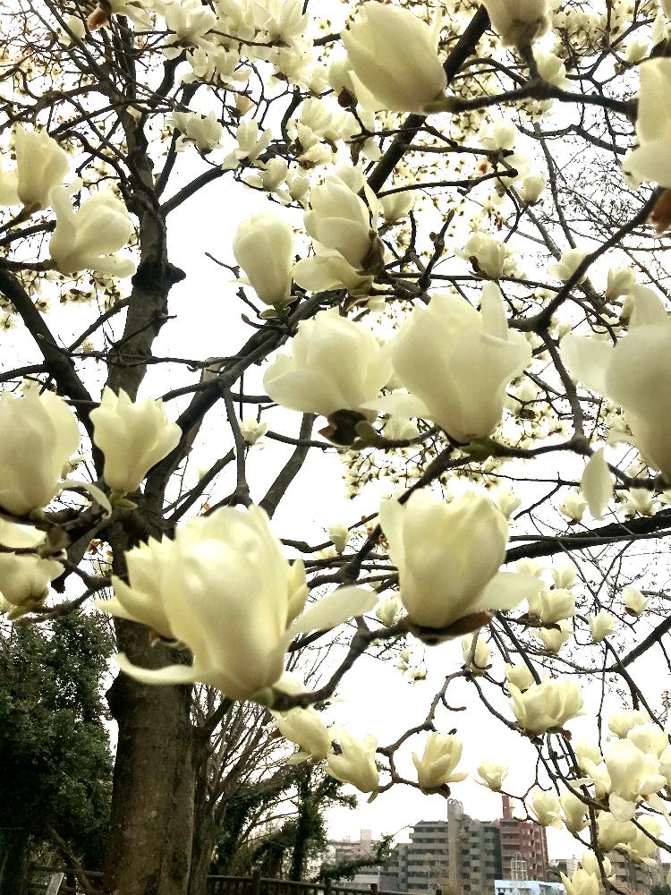 ハクモクレン の投稿画像 By Honeyさん モクレン科と季節の花ときれいと植中毒と花のある暮らしと白い花 18月3月17日 Greensnap グリーンスナップ
