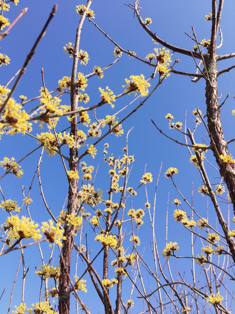 サンシュユの花木の投稿画像 By ヒューケラさん 花木とはるが来た と早春の花と花のある暮らし 18月3月17日 Greensnap グリーンスナップ