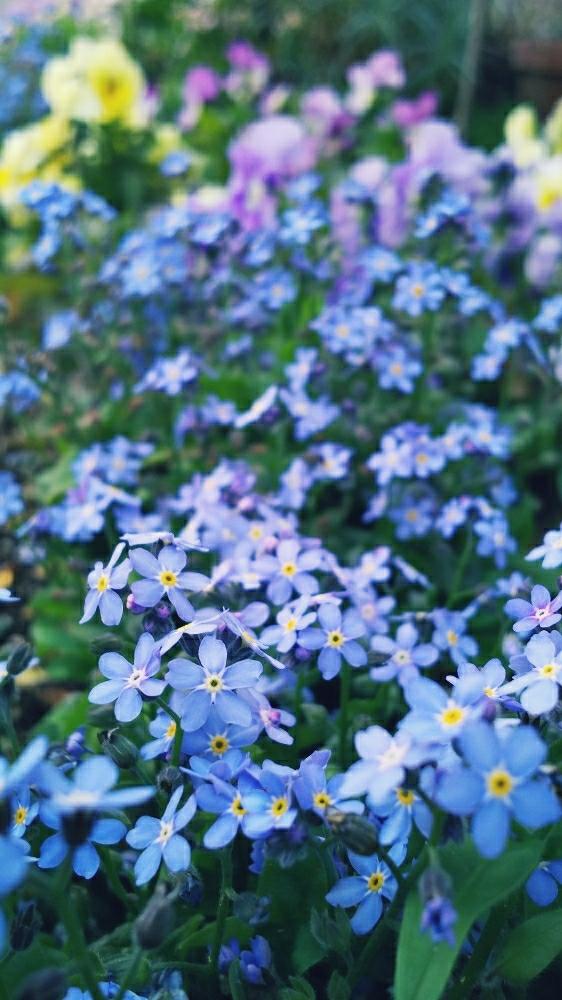 忘れな草 の投稿画像 By Mokamoka01さん パンジーと今日の一枚と花のある暮らしと可愛らしいビオラ 18月3月17日 Greensnap グリーンスナップ