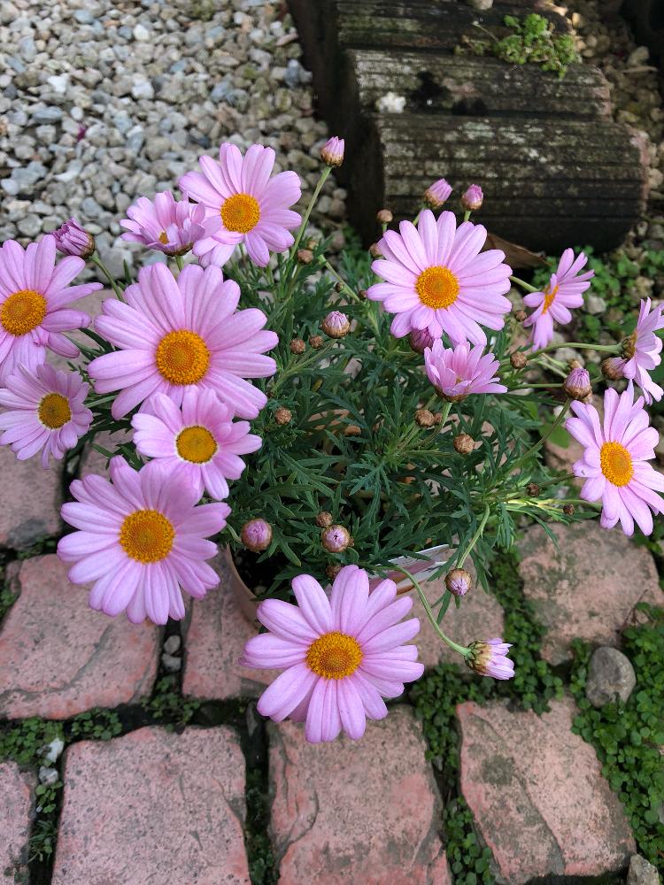 マーガレットの投稿画像 By Risaさん 可愛いピンク色 とかわいい とお気に入りの お花屋さん 18月3月17日 Greensnap グリーンスナップ