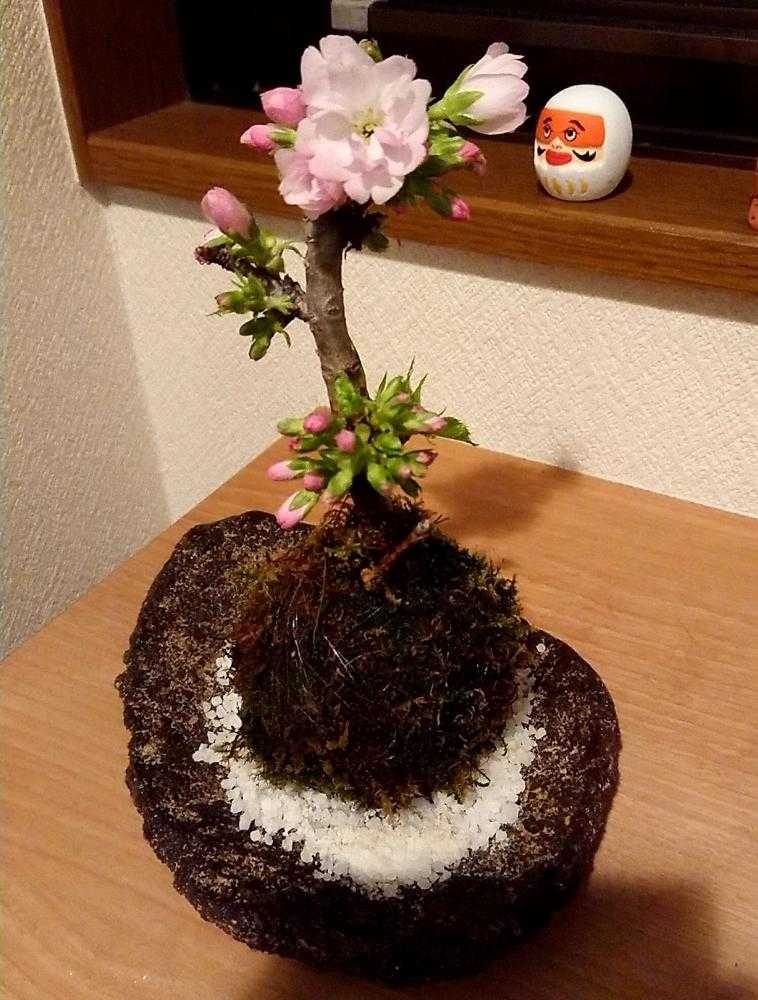 なんの苔玉 の投稿画像 By ゆうささん 旭山桜と相談と花のある暮らし 18月3月17日 Greensnap グリーンスナップ