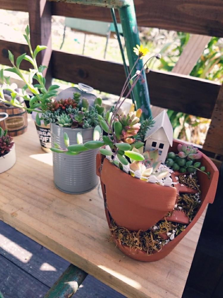 ブロークンポットガーデンの投稿画像 By Chacoさん 多肉植物と多肉植物寄せ植えと多肉箱庭 18月3月18日 Greensnap グリーンスナップ
