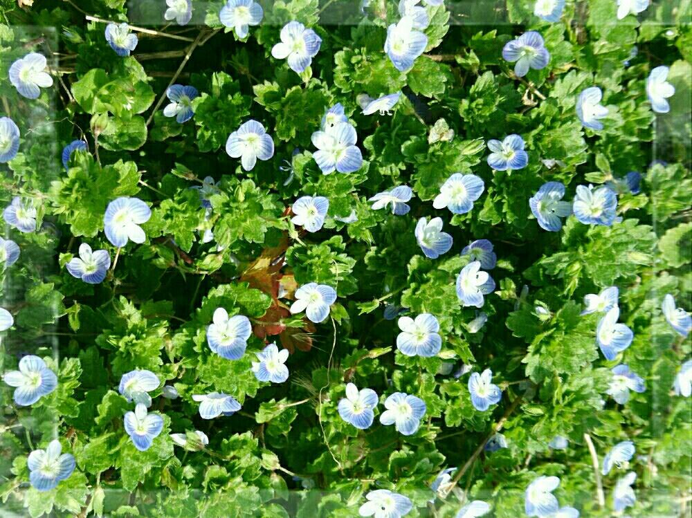 オオイヌノフグリの投稿画像 By くっかぷうさん 青い花と雑草とお散歩と道草と野草 18月3月18日 Greensnap グリーンスナップ