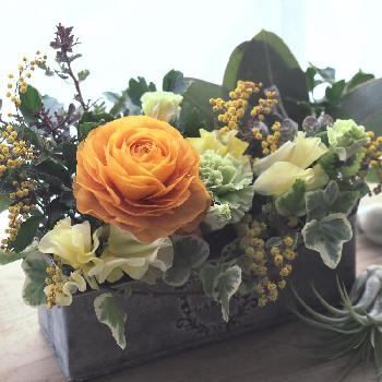 楽しい時間をありがとう の投稿画像一覧 Greensnap グリーンスナップ