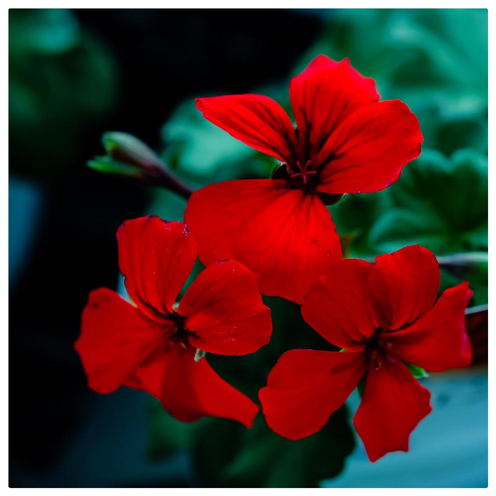 ゼラニウム カリエンテファイアの投稿画像 By ピッチさん ゼラニウムカリエンテファイアと ゼラニウム 18月3月18日 Greensnap グリーンスナップ