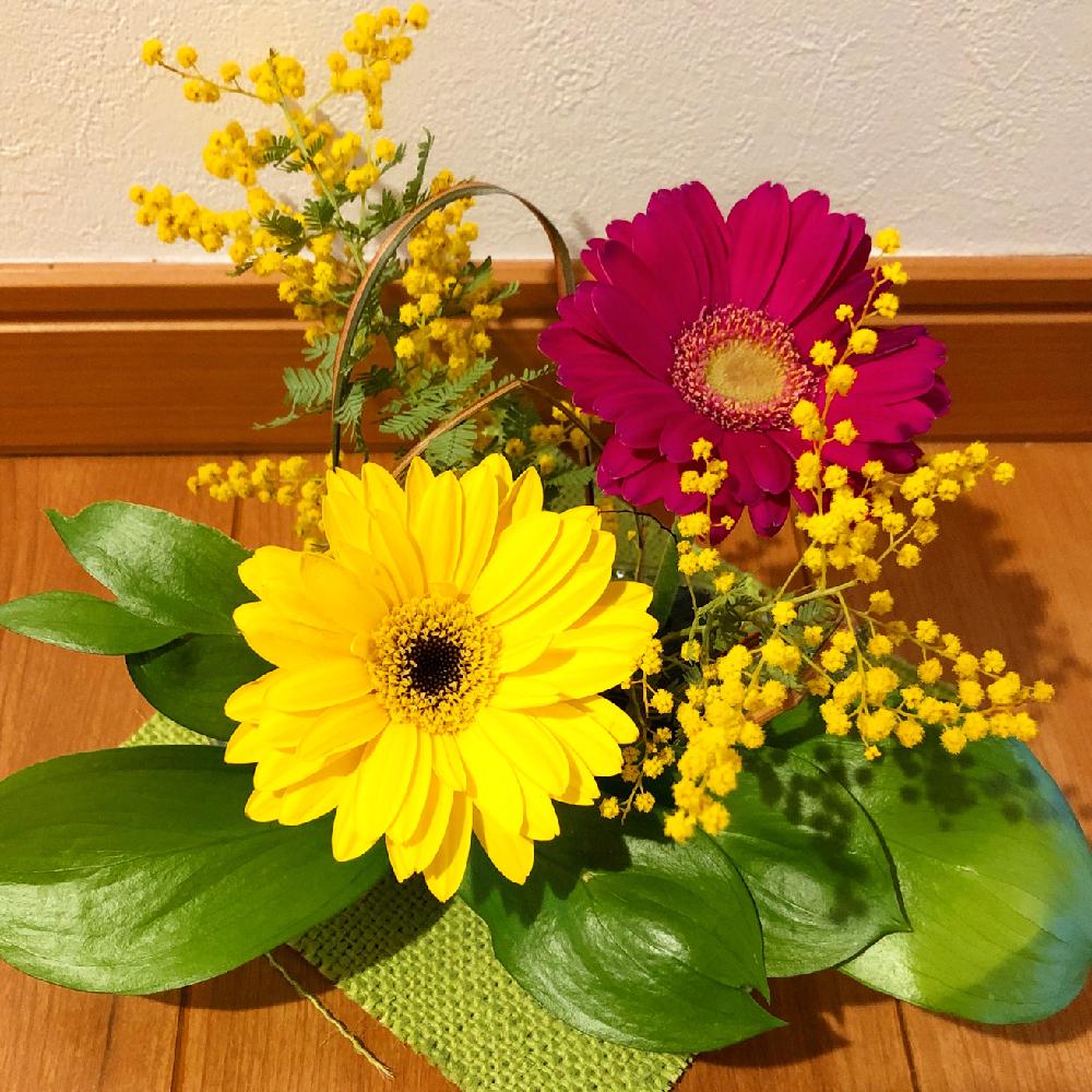 ミモザの投稿画像 By トトロ さん ネコのいる暮らしとこどもたちとこどもと暮らすとキレイ とgs映えと植物だいすきとフラワーアレンジメントと花のある暮らしとイヌと ガーベラ 18月3月18日 Greensnap グリーンスナップ