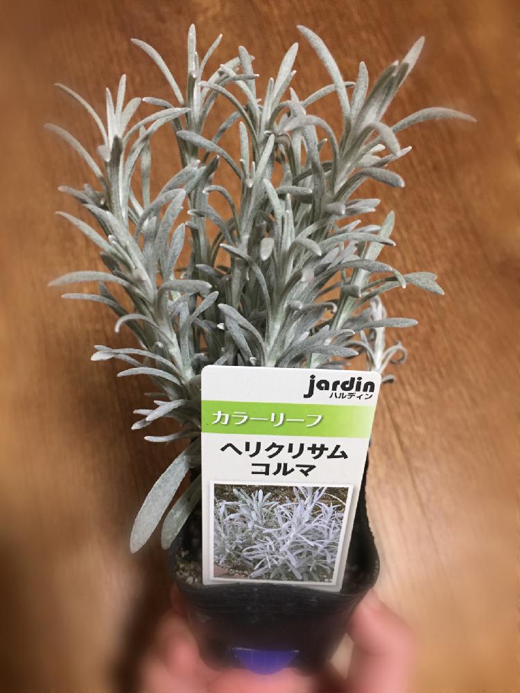 ヘリクリサムの投稿画像 By パリンドルさん ヘリクリサム コルマと植中毒と植物のある暮らしとグリーンのある暮らしとヘリクリサム属とコーナン 18月3月18日 Greensnap グリーンスナップ ヘリクリサムの投稿画像 By パリンドルさん ヘリクリサム コルマと植中毒と植物のある暮らしとグリーンのある暮らしとヘリクリサム属とコーナン 18月3月18日 Greensnap グリーンスナップ