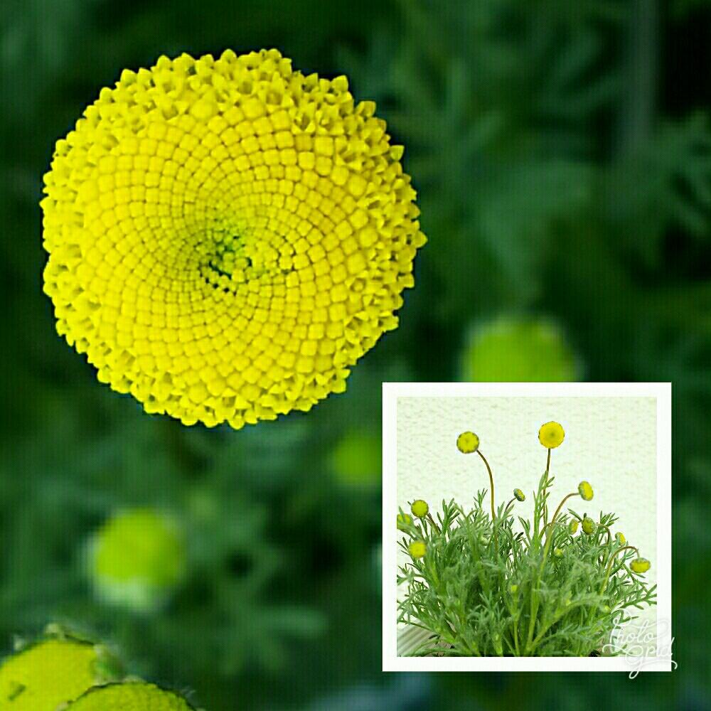花ほたるの投稿画像 By グラウカちゃん Debdeb さん 植中毒と心 ほっこりと無加工picとバルコニー ベランダと 黄色植物 コンテストと植中毒と心 ほっこりと無加工picと 黄色植物 コンテスト 18月3月18日 Greensnap グリーンスナップ Greensnap