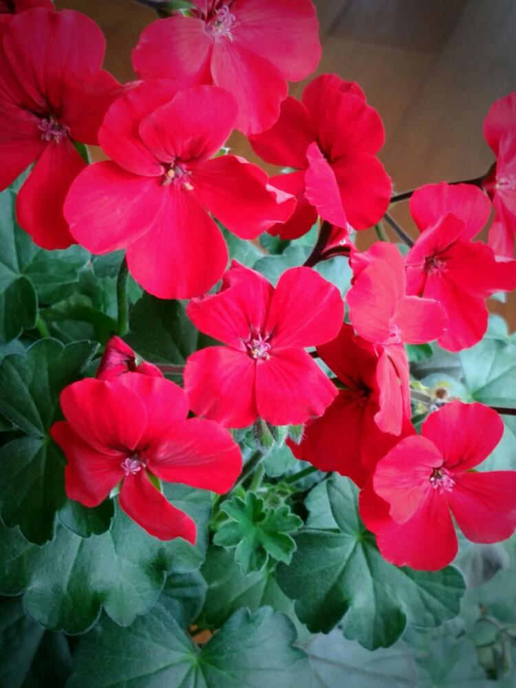 ゼラニウム カリエンテの投稿画像 By Yori さん ゼラニウムと観葉植物と増殖中とベランダガーデニングとはるが来た と赤い花と鉢植えと花のある暮らし 18月3月19日 Greensnap グリーンスナップ