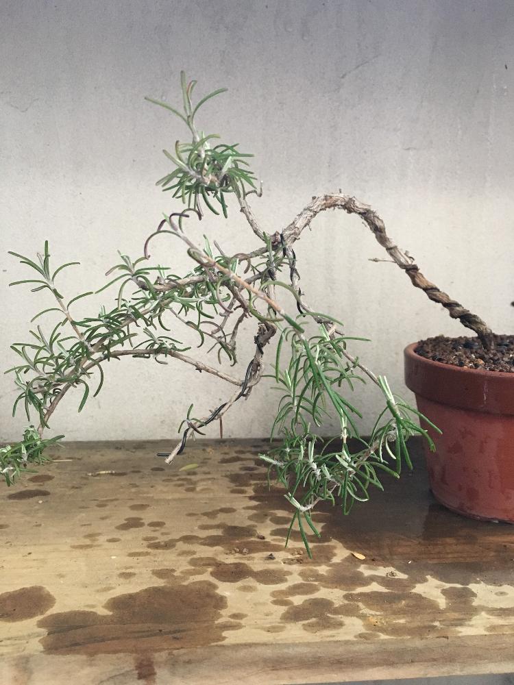 ローズマリーの投稿画像 By 零さん 18月3月19日 Greensnap グリーンスナップ