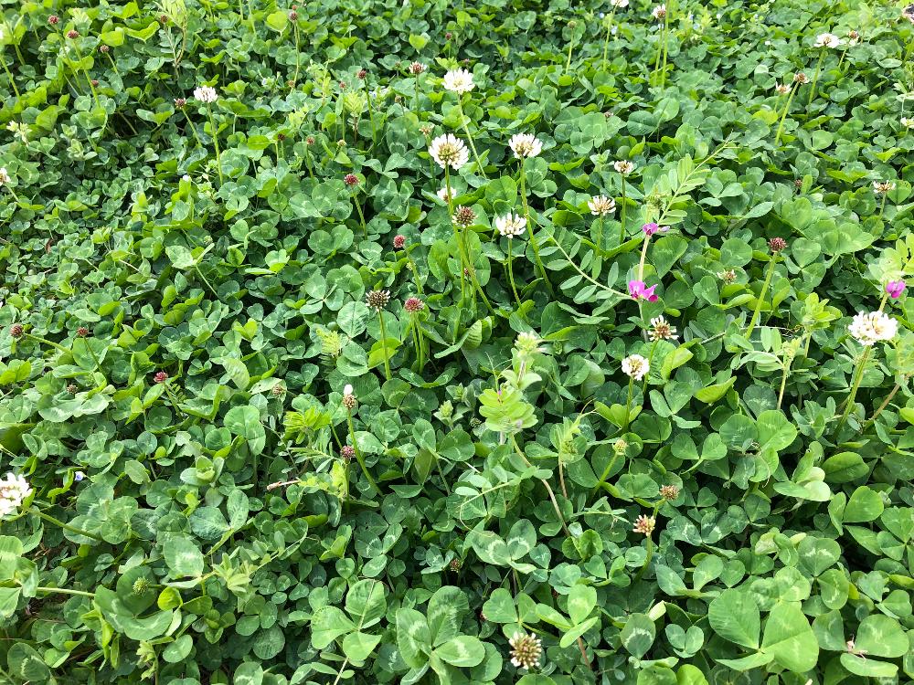 カラスノエンドウの投稿画像 By モンちゃんさん シロツメクサ 18月3月19日 Greensnap グリーンスナップ