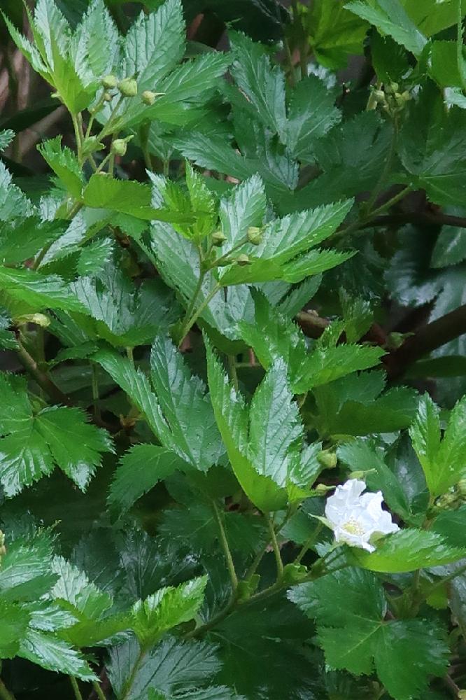 木苺の花の投稿画像 By Bǝyo N さん 広い庭とcanon G9x Mark と花のある暮らしとcanon G9x Mark と花のある暮らし 18月3月19日 Greensnap グリーンスナップ Greensnap グリーンスナップ