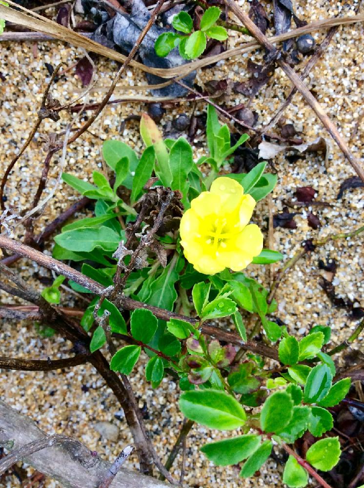 海岸の投稿画像 By R さん 花のある暮らしと 黄色植物 コンテスト 18月3月19日 Greensnap グリーンスナップ