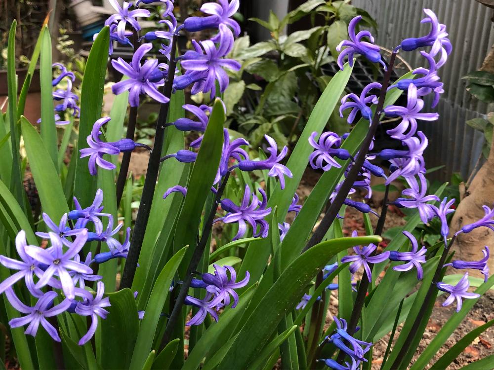 ヒヤシンスの投稿画像 By 和さん ヒヤシンスの花と実家の庭とはるとガーデニングと花のある暮らしとかわいいと植えっぱなし球根と球根植物と紫の花 2018月3月19日 Greensnap グリーンスナップ