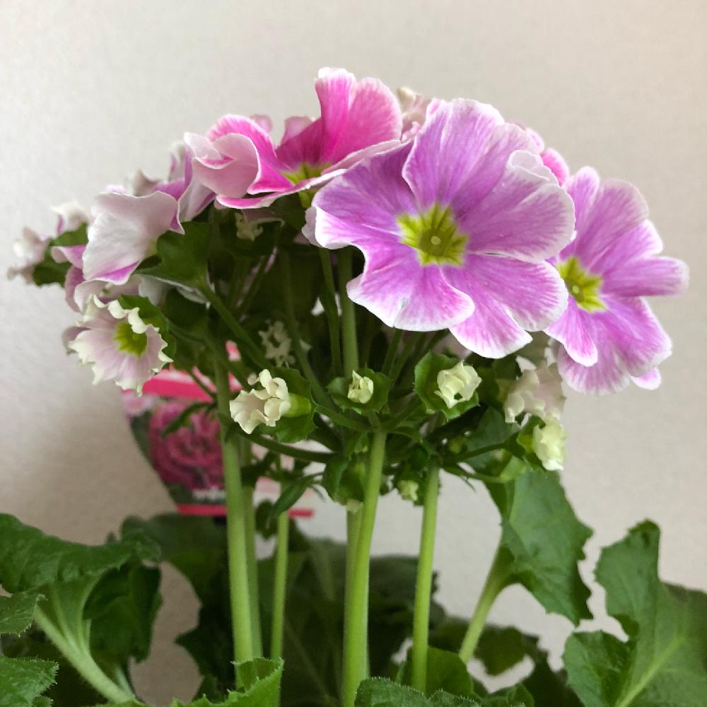 プリムラオブコニカ リブレ ローズピコティーの投稿画像 By Hiro 47chさん 春がそこまでと多肉男子 18月3月19日 Greensnap グリーンスナップ