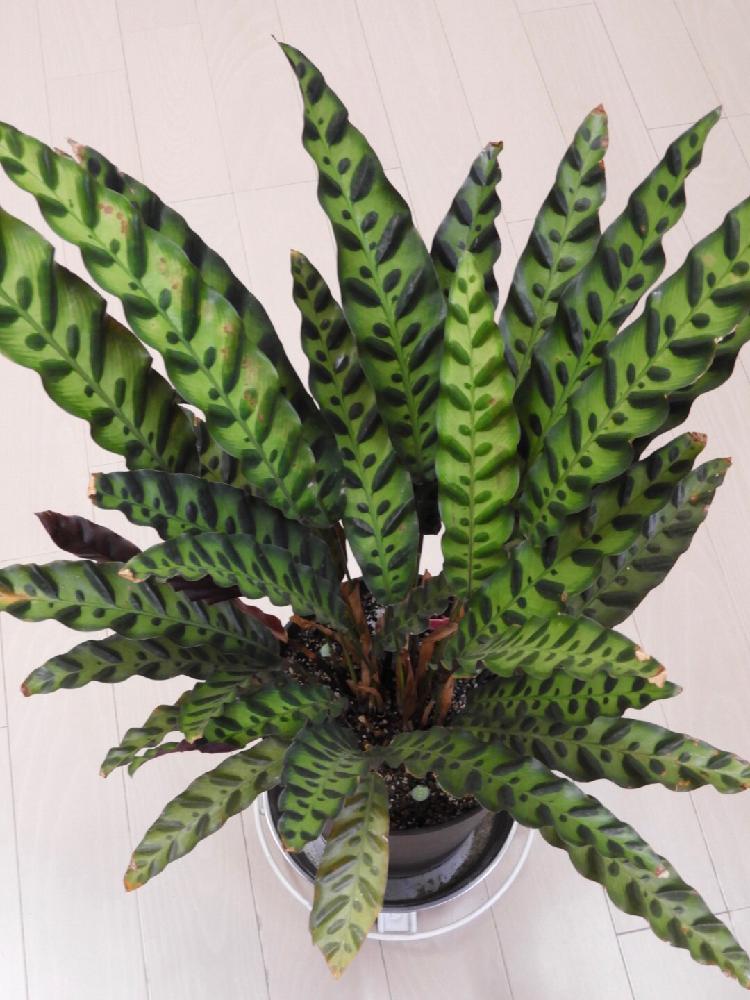 カラテア ランキフォリアの投稿画像 By ハム太郎さん 観葉植物 18月3月日 Greensnap グリーンスナップ