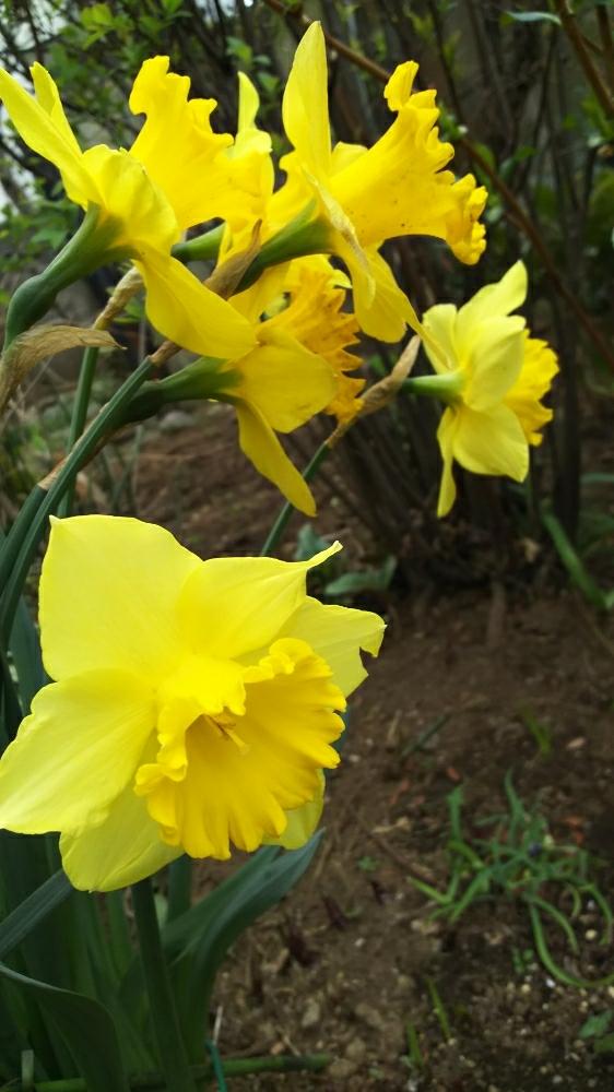 黄色い水仙の投稿画像 By 緑と光とさん みどりのある暮らしと春のお花といとおしい植物の表情フォトコンとにわと今日の一枚と実家の庭とスイセン と 水仙とスイセン 黄色と思い出とガーデニングと花のある暮らしとお花のある生活とweekendflowerとgreensnapとグリーン